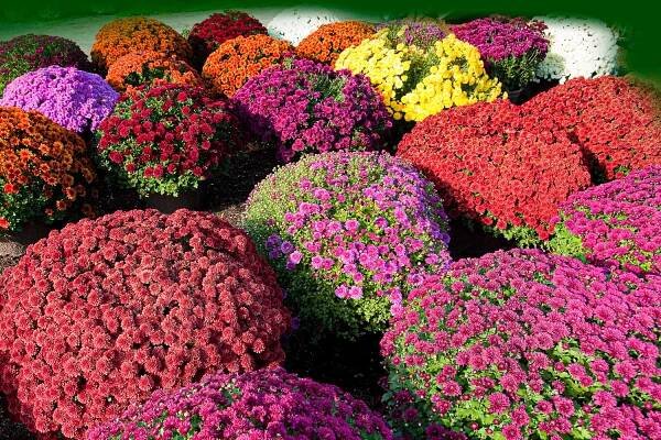 Mounds and mounds of colored mums growing a flower bed in full sun. 