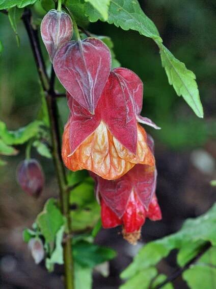 Photo Abutilon.jpeg.  Click to redisplay small version of image.