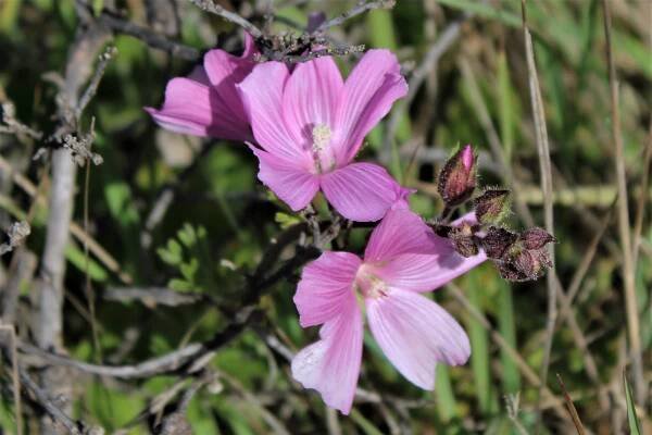 GGNRA – Wolfe Ridge – Marin = Hike