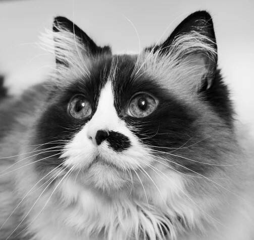 Cat Photography | Simon Kane Photography | Stunning Images To Last A Lifetime
