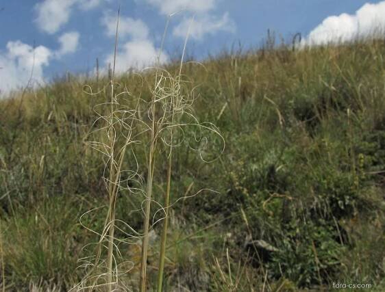 Kavyl vláskovitý (Stipa capillata)