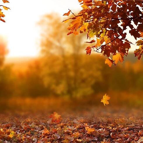 What Your Tree Wants in the Fall