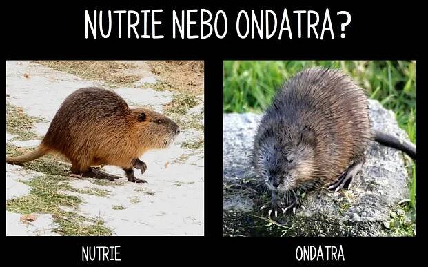 Děti, víte, jak na procházce v přírodě rozeznat ondatru a nutrii?