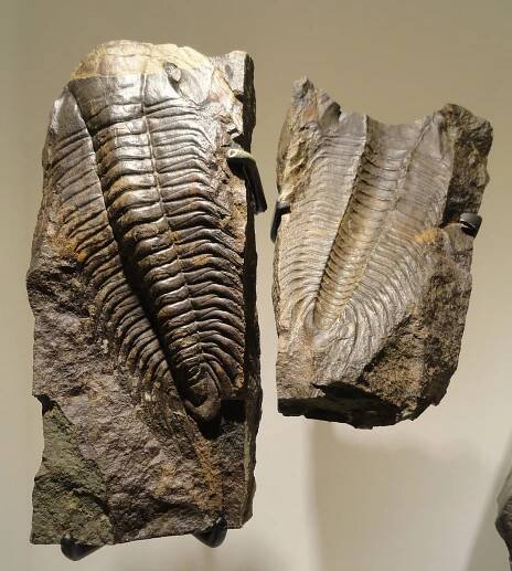 Soubor:Paradoxides gracilis, Middle Cambrian, Jince Formation, Vinice Hill near Jince, Pribram District, Czech Republic - Houston Museum of Natural Science - DSC01672.JPG