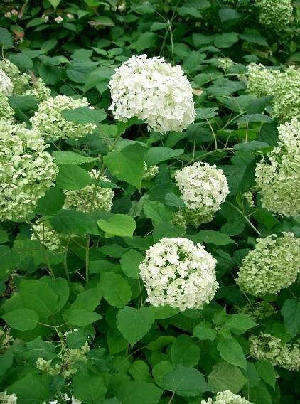 Hydrangea