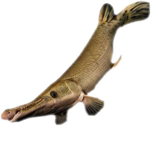 #fish – @pnglove on Tumblr