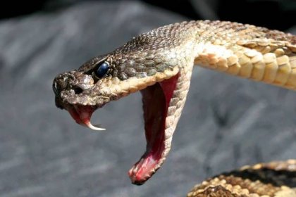 Věda ukazuje, jak hadi získali evoluční výhodu před konkurencí