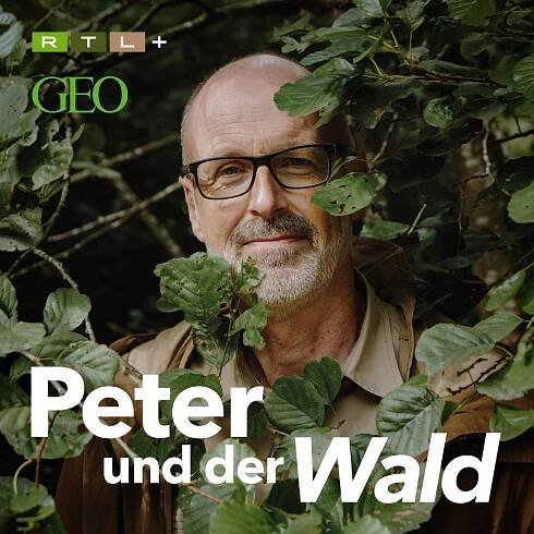 Wohlleben Peter und der Wald audio square artwork original