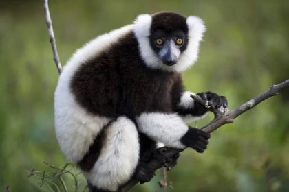 lemur - madagaskar