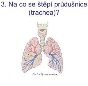 Obr. 3 – Dýchací soustava.