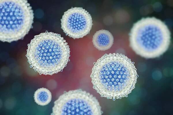 Bild des Hepatitis-B-Virus (HBV)