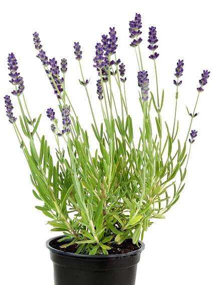 Lavender - Rocket Farms