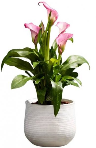 A pink Calla Lily in Ceramic Pot from M&amp;S