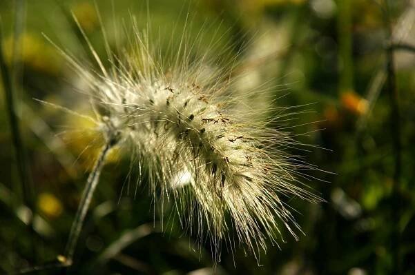dendrologicka-zahrada-rijen-2010-026.jpg