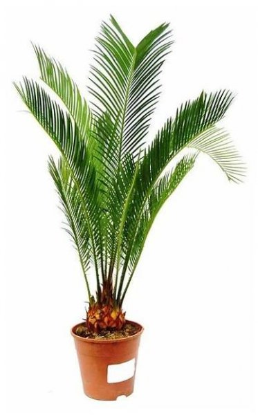 cycas