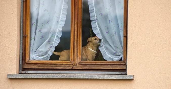 Kvůli sousedovým psům skončila v péči psychiatra. Roky si stěžuje, ale úřady dál předstírají, že se nic neděje