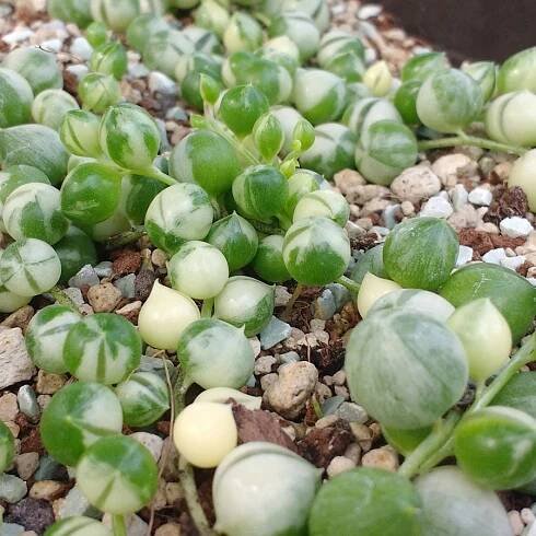 Senecio rowleyanus variegata - String of Pearls - Cuttings - Sunnyplants.com