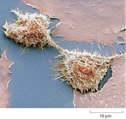 Cell Biology by the Numbers