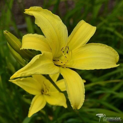 Hemerocallis 'Atlas'