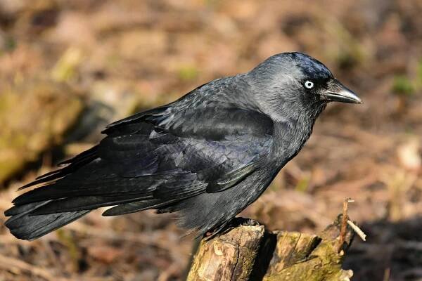 Kavka, Pták, Zvíře, Příroda, Corvidae