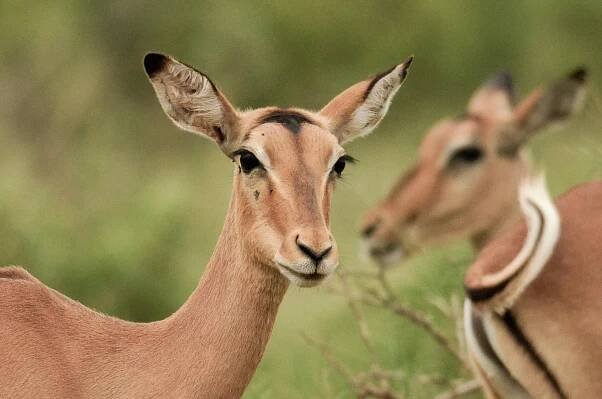 bezplatná Základová fotografie zdarma na téma aepyceros melampus, africké divoké zvěře, Afrika Základová fotografie