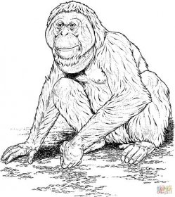 Orangutan sedí na zemi omalovánka | Omalovánky k Vytisknutí Zdarma
