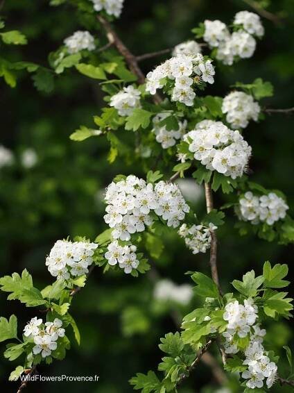 Crataegus azarolus - Image 2