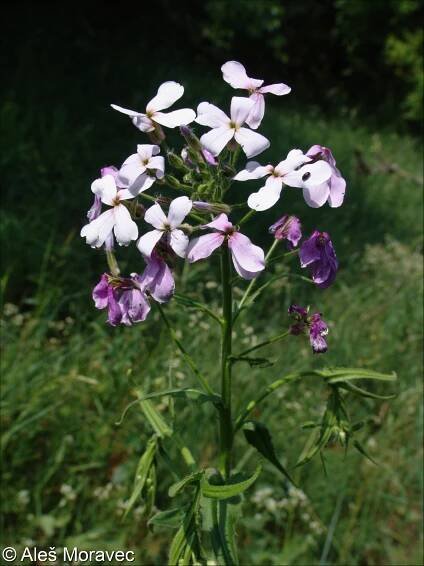 Hesperis sylvestris – večernice lesní