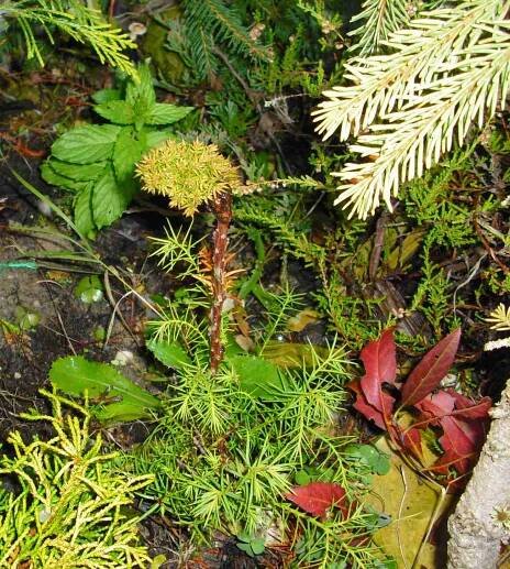 Cryptomeria WB roub na Elegans (1).jpg
