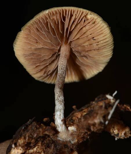 Psilocybe caerulipes