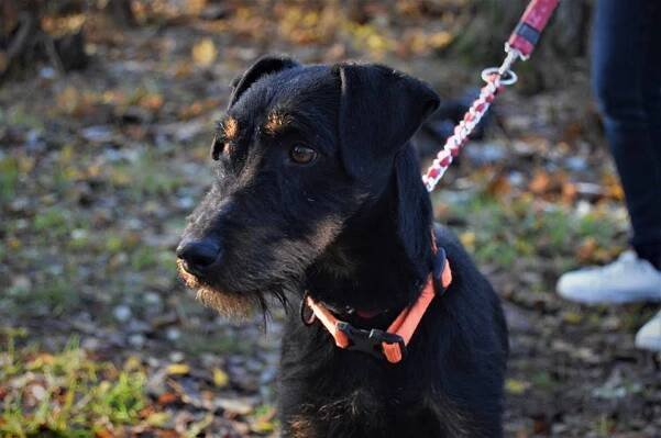 Psi k adopci z útulků, azylů a neziskových organizací