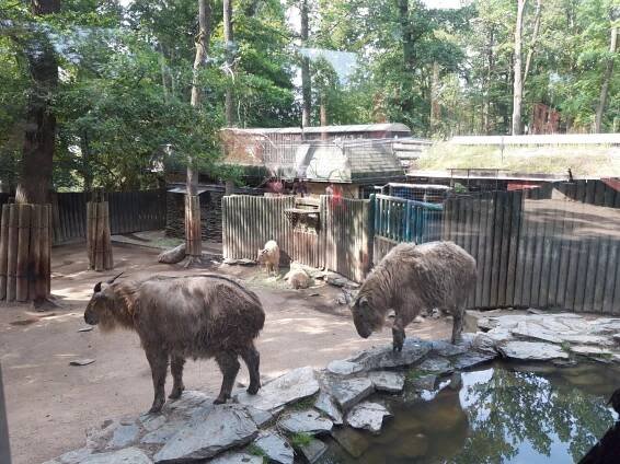 Školní výlet 1. tříd – ZOO Liberec – ZŠ Husitská Nová Paka