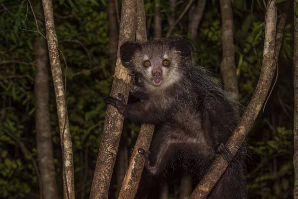aye-aye, noční lemur madagaskaru - noční aktivita - stock snímky, obrázky a fotky