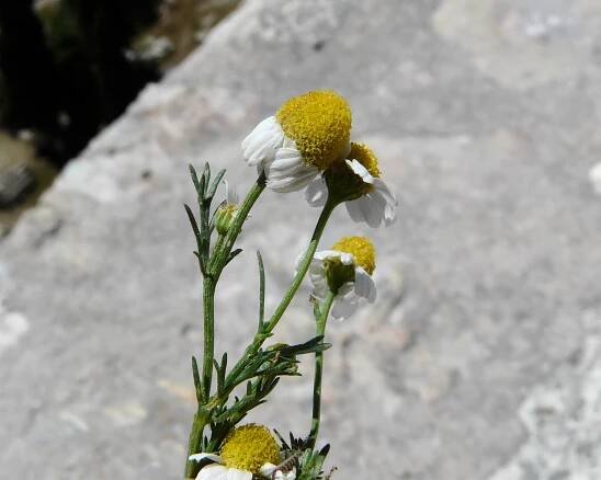 Matricaria chamomilla L. - Portale della Flora d'Italia / Portal to the Flora of Italy