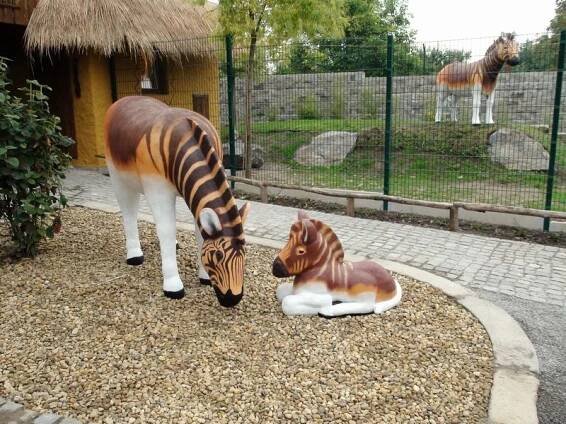 zebra kvaga