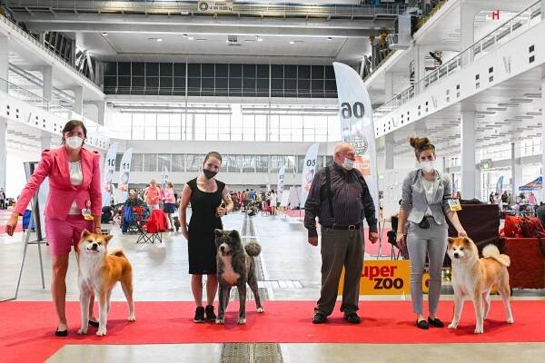 Štěňata Akita Inu na prodej / rezervace - Chovatelská stanice Akita Inu - Ken Ichi Ai