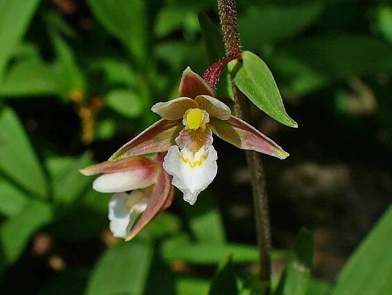 Soubor:Epipactis palustris 004.JPG – Wikipedie