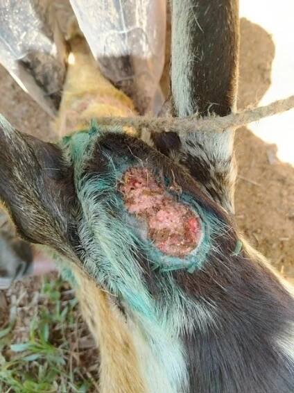 close up of a goat with a wound being treated for New World screwworm infestation