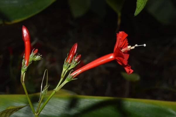 Ipomoea hederifolia – eFlora of India