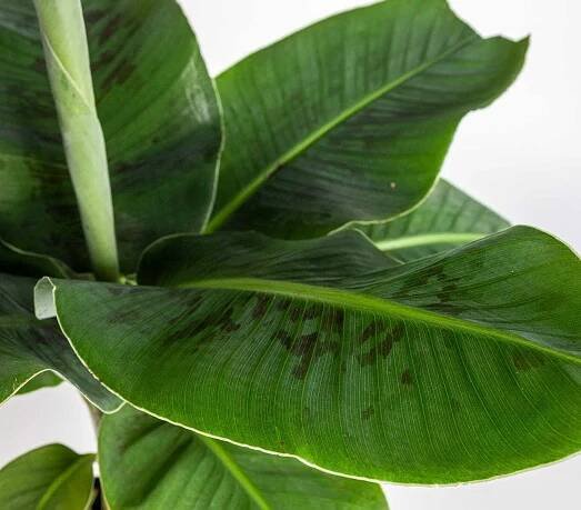 Banánovník zakrslý, Musa dwarf cavendish,17 - 19 cm, skladem | ZAZUMi.cz