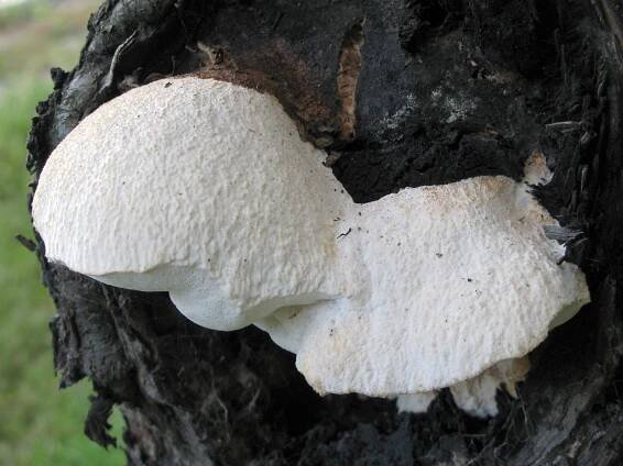 Tyromyces fissilis - bělochoroš jabloňový - myko.cz