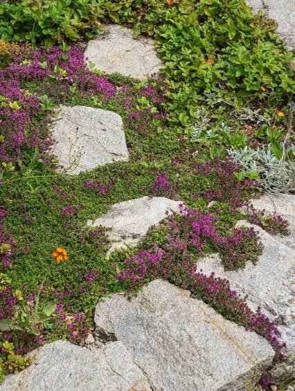 Thymus praecox ´Coccineus´ , Mateřídouška časná, K9