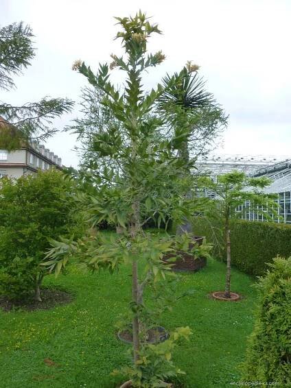 Damaroň (Agathis robusta)