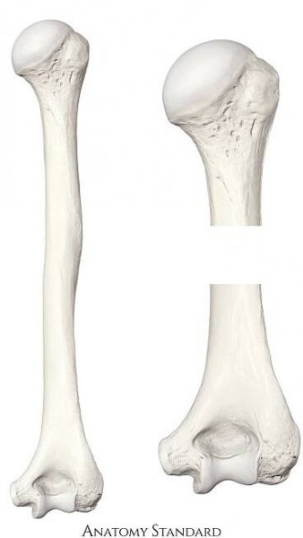 Posterior surface of the humerus