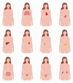 Vnitřní orgány um�ístěné na ženských tělese jsou izolovány na bílém pozadí. Lékařské ilustrace lidského srdce, štítné žlázu, plic, žaludku, jater, dělohy, kidrey, sleziny, měchýře — Ilustrace