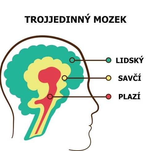 ilustrace trojjedinného mozku