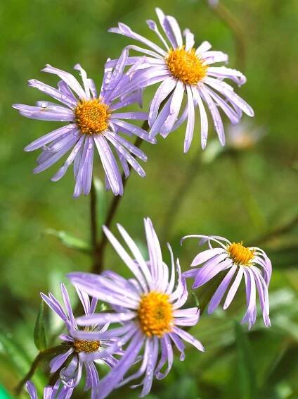 aster Symphyotrichum x alpellus 'Triumph'