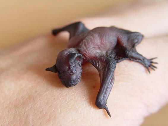 Soubor:Pipistrellus pipistrellus baby.jpg – Wikipedie