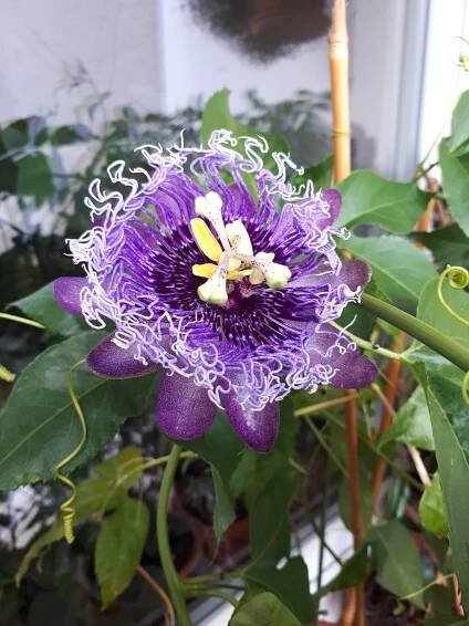 Pokojovky: Mučenka Blue Queen - Passiflora Blue Queen.