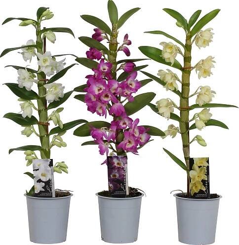 Bambusová orchidej (Dendrobium Nobile), různé barvy, 45-60 cm, pr. kv. 12 cm nakoupit u OBI